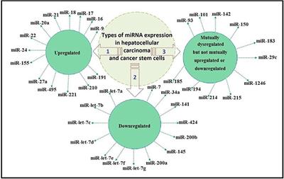 Dysregulated MicroRNA Fingerprints and Methylation Patterns in Hepatocellular Carcinoma, Cancer Stem Cells, and Mesenchymal Stem Cells